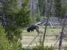 Buffalo and Elk