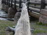 Dead Tree