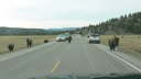 Buffalo 2