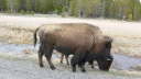 Buffalo 3