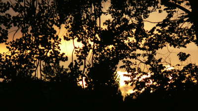 Tree Sunset 3