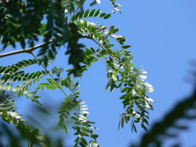 Summer Tree