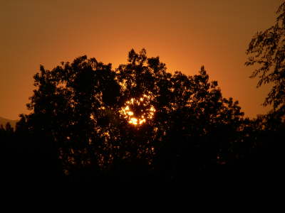 Tree Sunset 1