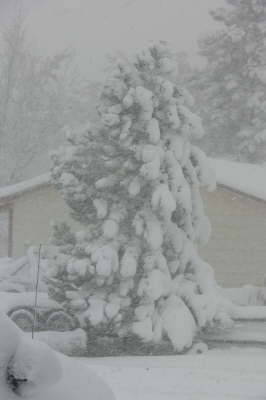 Snow - Tree