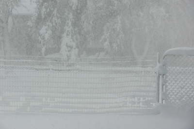 Snow - Back Fence