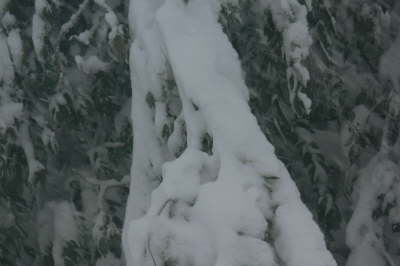Snow - Tree Branch 2