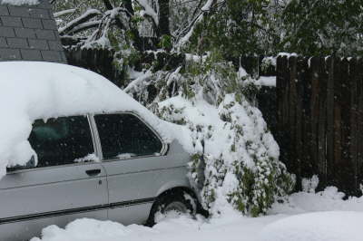 Snow - Tree Banch 3