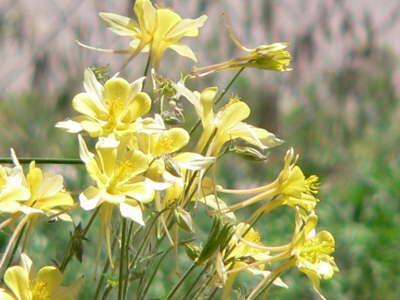 Columbine 1