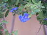 Blue Flower 1