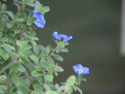Blue Flower 2