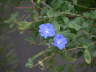Blue Flower 3