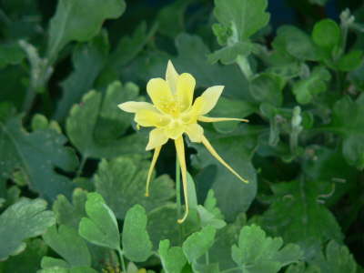Columbine 2
