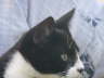 Cats 1