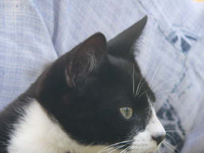 Cats 1