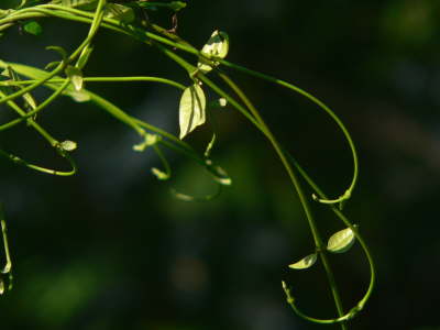 Leaves