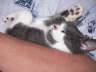 Cats 2
