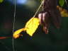 Fall Leaf