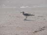 Seagull