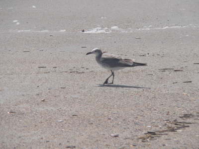 Seagull