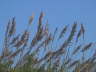 Sea Wheat 1