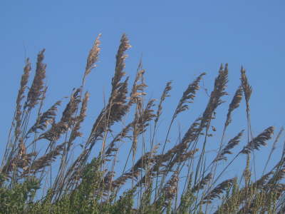 Sea Wheat 1