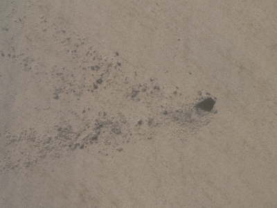 Sand Crab
