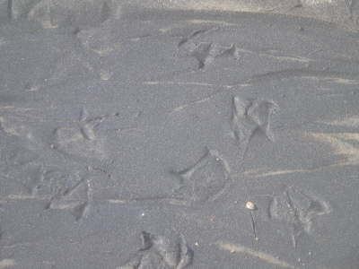 Foot Prints