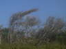 Wind Effects