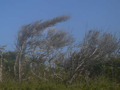 Wind Effects
