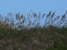 Sea Wheat 2