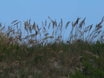 Sea Wheat 2