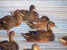 Ducks