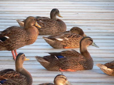 Ducks