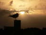 Sunset 4