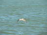 Pelican