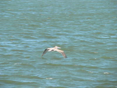 Pelican
