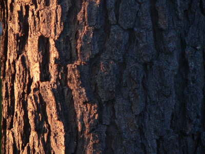 Trunk