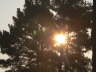 Sun Through Tree 3