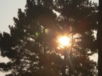 Sun Through Tree 3