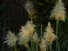 Furry Plants
