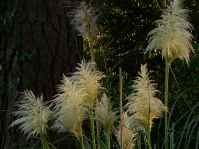 Furry Plants