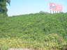 Vegetation