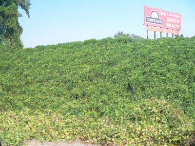 Vegetation