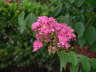 Flower Stem