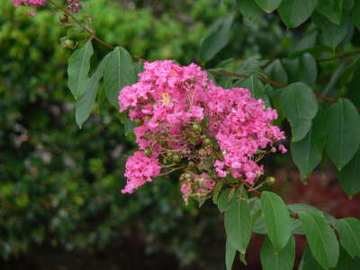 Flower Stem