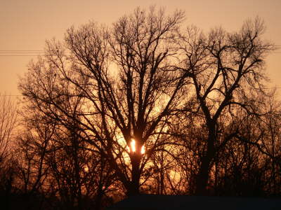 Tree Sunset 2