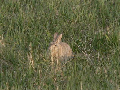 Rabbit