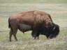 Badlands Buffalo 2