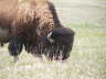 Badlands Buffalo 3