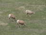 Badlands Sheep